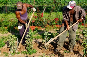Jamaican-farm-workers-3  
